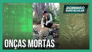 Mistério no Pantanal: onças-pintadas e outros animais encontrados mortos podem ter sido envenenados