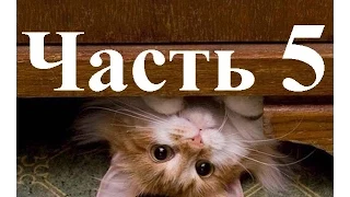Приколы со смешными котами.Видео за 2014 г. Часть 5.