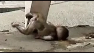 Baby monkey's big jump but failed