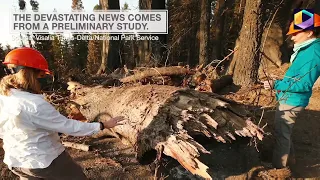 Thousands of the World’s Largest Sequoias Trees Destroyed