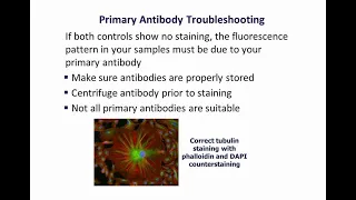 Molecular Probes Educational Webinar: An introduction to immunofluorescence staining of cultured cel