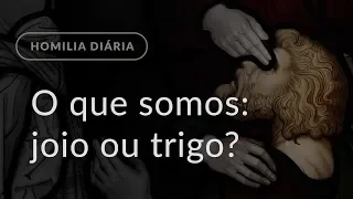 O que somos: joio ou trigo? (Homilia Diária.1223: Sábado da 16.ª Semana do Tempo Comum)