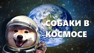 СОБАКИ В КОСМОСЕ 4К | Спецпроект