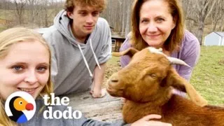 This Baby Goat Is Smaller Than A Cat | The Dodo