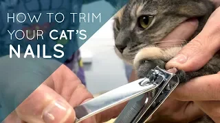 How to Trim Your Cat's Nails