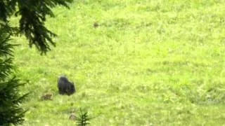 Mother wild boar with cubs, Velebit, Croatia