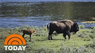 Bison Gores Second Person In 3 Days At Yellowstone