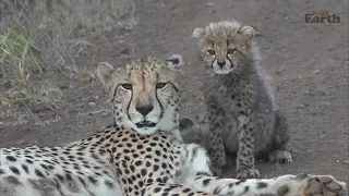 WildEarth - Sunset Safari - 03 June 2020