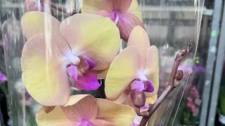 Как выглядят наши цветочные магазины перед праздничным поступлением орхидей!