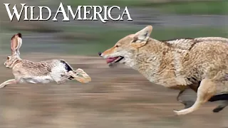 Wild America | S10 E2 Controversial Coyote | Full Episode HD