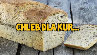 Hodowla Kur - Chleb w diecie drobiu? 🍞| Czy warto go stosować?
