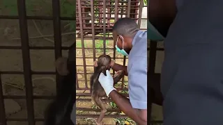 Zeze, the day we rescued him with Zizi and Kuxie. #animalrescue #chimpanzee #babyanimals