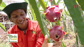 How to grow and profit from Dragon fruit | SEEDS OF GOLD