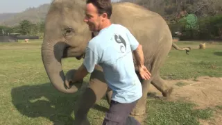 Elephant came to say hello - ElephantNews