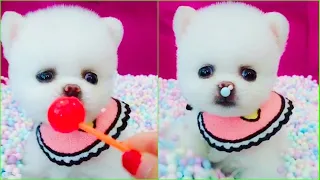 Tik Tok Chó Phốc Sóc Mini 😍 Funny and Cute Pomeranian #234