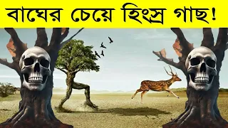 আমাজন জঙ্গলের সবচেয়ে ভয়ঙ্কর গাছ দেখুন! | আমাজন জঙ্গল | পৃথিবীর সবচেয়ে রহস্যময় স্থান | Amazon