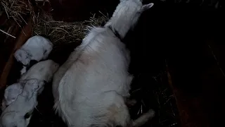 Многоплодность козы не надо паниковать