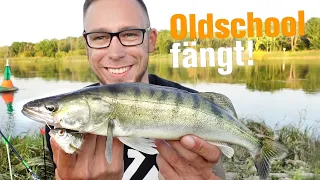 Zander Feedern | Klassisch Angeln mit dem Köderfisch