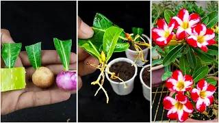 How To Grow Adenium Plant From Adenium leaves use aloe vera,onion and potato || Adenium Propagation