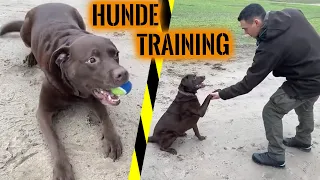 Hunde-Training mit MAYA | Tricks & Abrufen trainieren | Survival Mattin