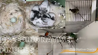 Breeding Native British Finches - The Native Diaries Season 1 Episode 5