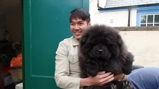 Chow Chow Puppy Gets A Bit Too Excited!