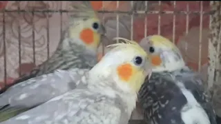 Welcome Our New Baby Cockatiels..!!