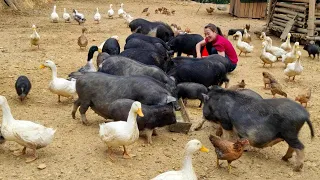 FULL VIDEO: 120 Days Build farm animals pigs, ducks, chicken, goat and gardening