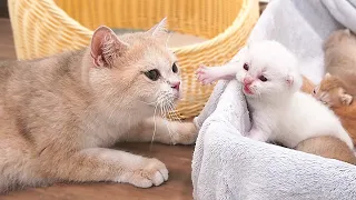 The kitten trying to climb out of the nest, meowing loudly and asking mom cat for help, is cute