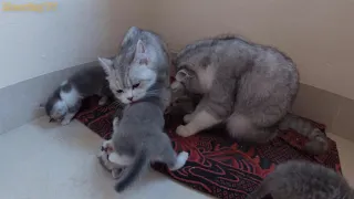 The father cat and the mother cat take care of 9 kittens together