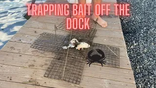 Trapping LIVE Bait off the DOCK (Crabs AND Fish)! Galveston, TX