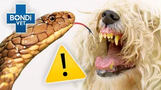 VETS BEWARE! Most Dangerous Patients ⚠️ | Bondi Vet Compilation | Bondi Vet