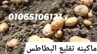 حصاد البطاطس من الأرض الطينيه و الرملية خط او خطين غربال هزاز او كاتينه سير 01065106121