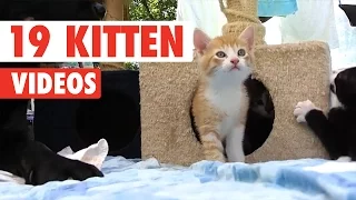19 Funny Kitten Videos Compilation 2017