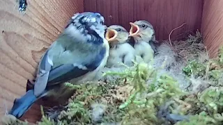 26th May 2021 - Another walkabout + a brief starling beak - Blue tit nest box live camera highlights