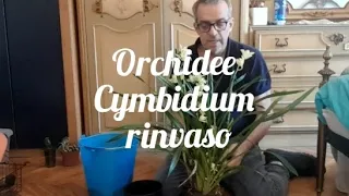 Orchidea cymbidium,  rinvaso e propagazione