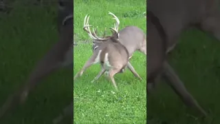 HUGE Whitetail Bucks Fighting in October (Crazy Fight) #hunting #deer #shorts