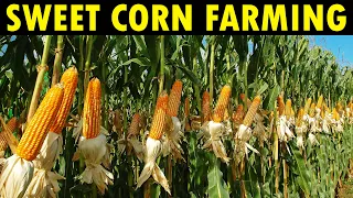 Sweet Corn Farming in California | Corn Production, Harvesting and Processing