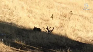 Rabbit Hunting Australia 223rem Kill Shots with DJHUNTINGAUSTRALIA