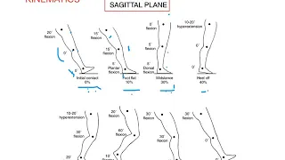 Kinematics and Kinetics of Gait   GAIT