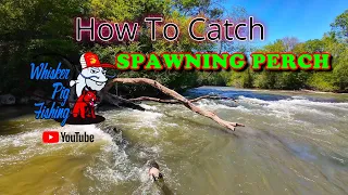 How to catch Spawning Perch