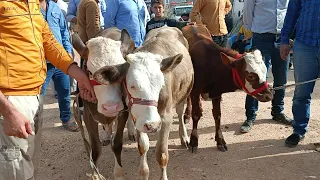 سوق البقر في مدينة الدانا /بقرة حطيط سعر مناسب/بتاريخ 5/20لتواصل 994408588064+