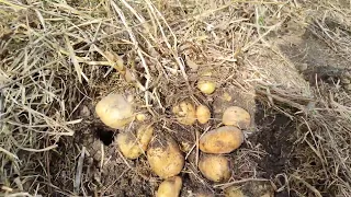Урожай картофеля выращенного под соломой #картофель #дачабезпроблем #соломенноеземледелие