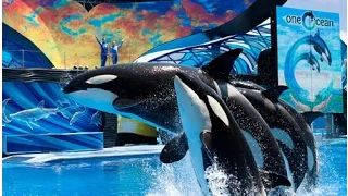 SeaWorld   One Ocean  Full   Orcas Show 2016 Jun,  San Diego