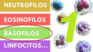 LEUCOCITOS » ¿Qué son? Funciones, Valores adecuados (Parte 1)