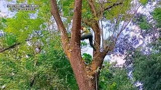 Full of Risk !! Cut down 2 trees next to the house, Husqvarna 395xp chainsaw.