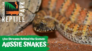 AUSTRALIA'S VENOMOUS SNAKES (LIVE FOOTAGE) | AUSTRALIAN REPTILE PARK