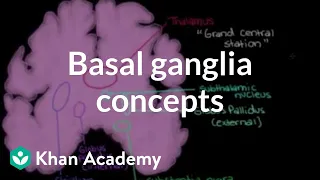 The basal ganglia - Concepts of the indirect pathway | NCLEX-RN | Khan Academy
