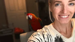 Bringing Home a New Bird | What Day One With a New Bird Looks Like!!!