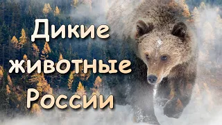 Дикие животные России. Голоса и звуки 100 видов. 4K Ultra HD